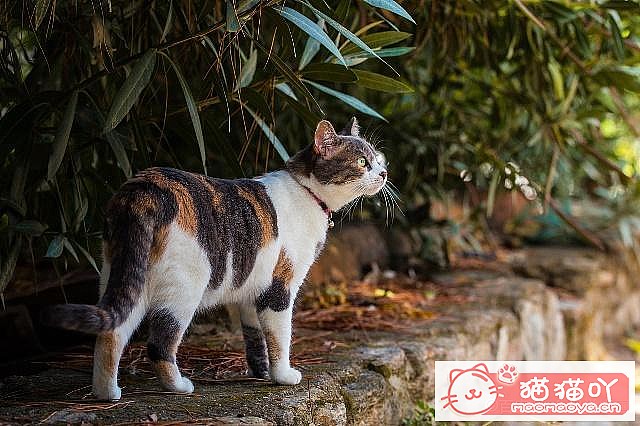 ��ĸè�����Լ�è�����������֪ʶ��ԭ����ͼ2