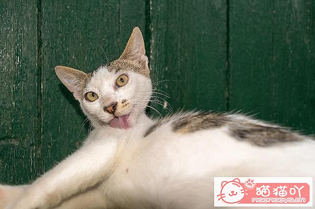 ��ĸè�����Լ�è�����������֪ʶ��ԭ����ͼ3