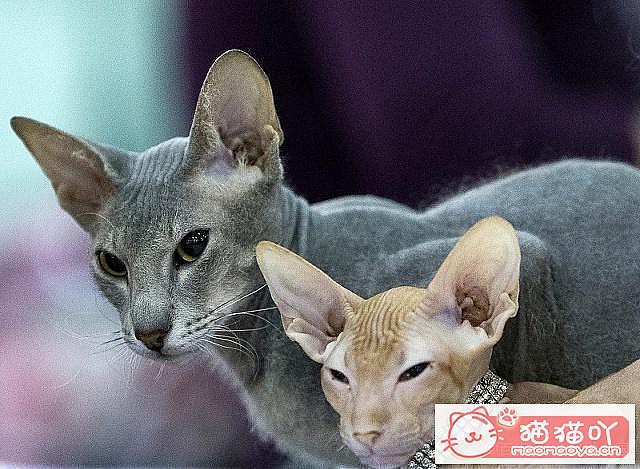 ��ĸè�����Լ�è�����������֪ʶ��ԭ����ͼ5