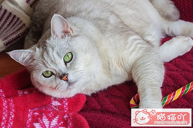 ��ĸè�����Լ�è�����������֪ʶ��ԭ����ͼ4