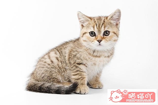 ��ĸè�����Լ�è�����������֪ʶ��ԭ����ͼ6