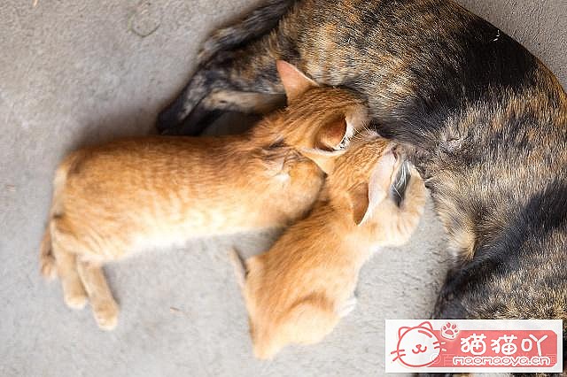 ��ĸè�����Լ�è�����������֪ʶ��ԭ����ͼ7