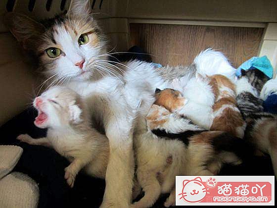 ������ж�è���Ƿ����ˣ���ԭ����ͼ1