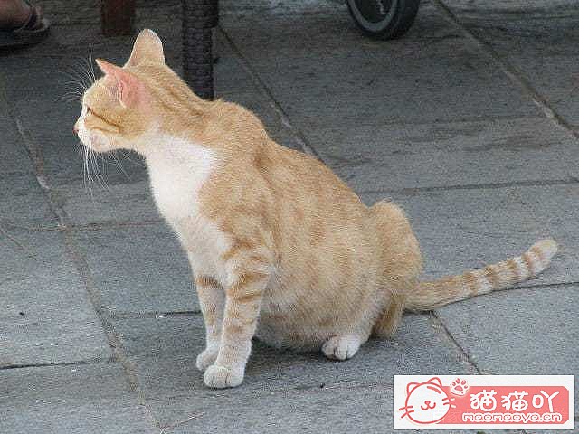 ������ж�è���Ƿ����ˣ���ԭ����ͼ4