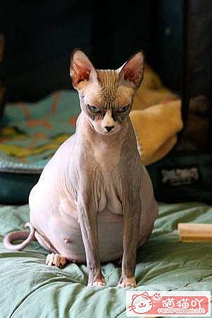 ������ж�è���Ƿ����ˣ���ԭ����ͼ5