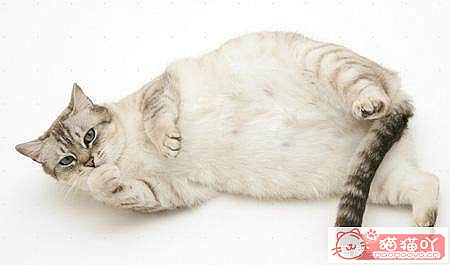 ������ж�è���Ƿ����ˣ���ԭ����ͼ6