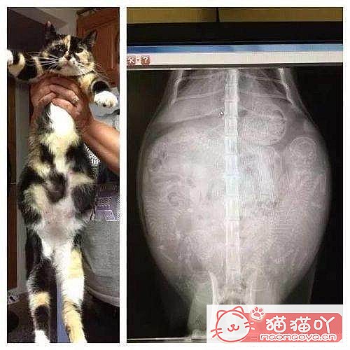 ������ж�è���Ƿ����ˣ���ԭ����ͼ7