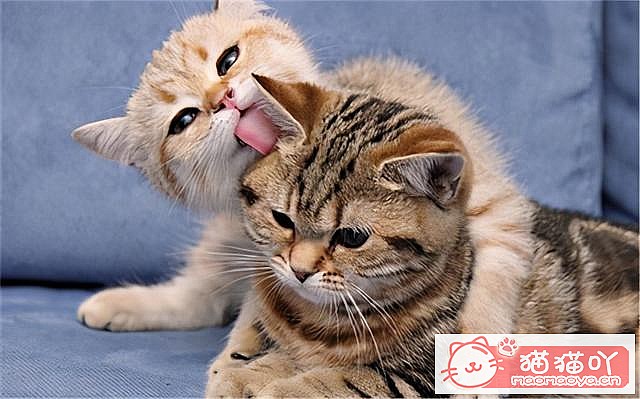 ��è�䡰���С�ǰ��Ӧ��ע����Щ���飿��ԭ����ͼ2