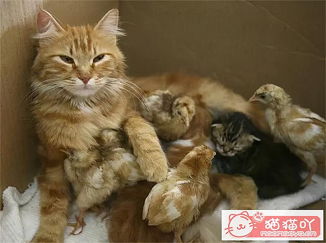 ��è�䡰���С�ǰ��Ӧ��ע����Щ���飿��ԭ����ͼ8