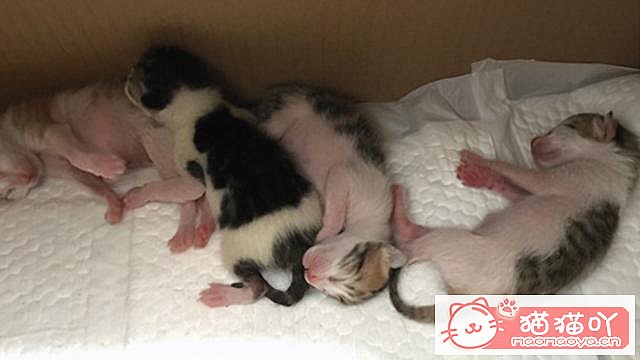 ��è�䡰���С�ǰ��Ӧ��ע����Щ���飿��ԭ����ͼ11