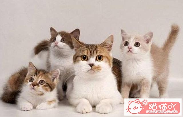 ��è�䡰���С�ǰ��Ӧ��ע����Щ���飿��ԭ����ͼ12