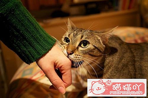 ����èһ��Ҫ���Ȯ�����𣿲�һ����ԭ����ͼ1