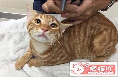 ����èһ��Ҫ���Ȯ�����𣿲�һ����ԭ����ͼ2