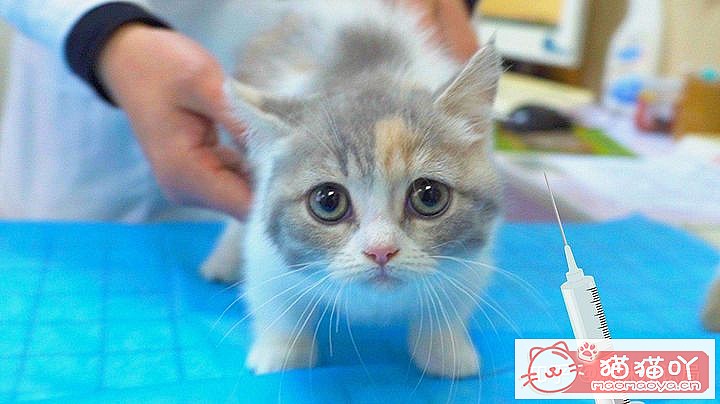 ��è��Ҫ��Ҫ��������Ľ��顷ԭ����ͼ1