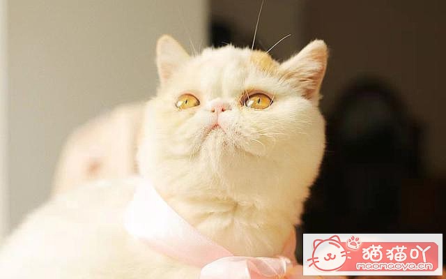 ��è��һ��Ҫ�������𣿴���Щ����ԭ����ͼ1