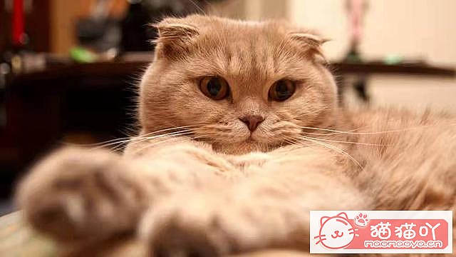 ��è��һ��Ҫ�������𣿴���Щ����ԭ����ͼ3