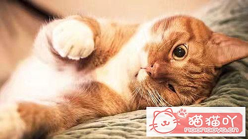 ��è��һ��Ҫ�������𣿴���Щ����ԭ����ͼ4