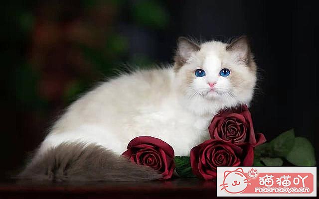 ��è��һ��Ҫ�������𣿴���Щ����ԭ����ͼ6