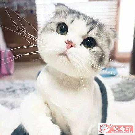 《猫咪三联疫苗的作用科普》原文配图1