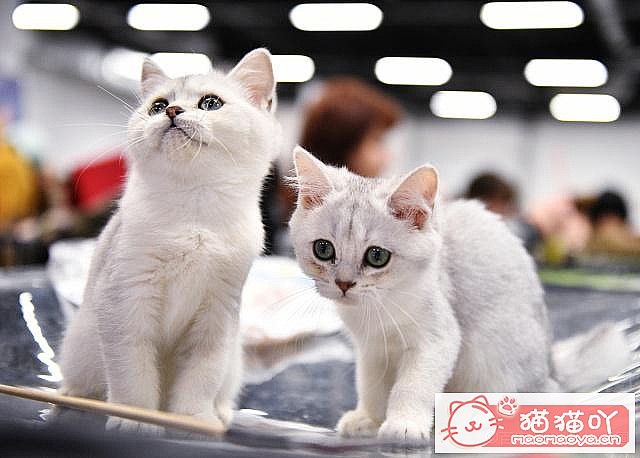 ����è�����ɡ�ԭ����ͼ2