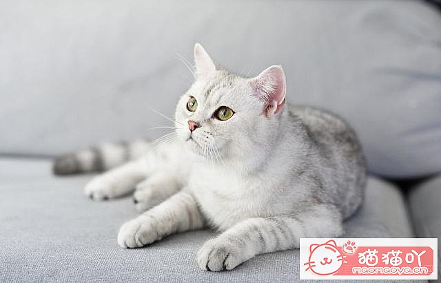 ����è�����ɡ�ԭ����ͼ5