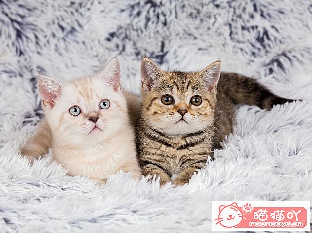 ����è�����ɡ�ԭ����ͼ4