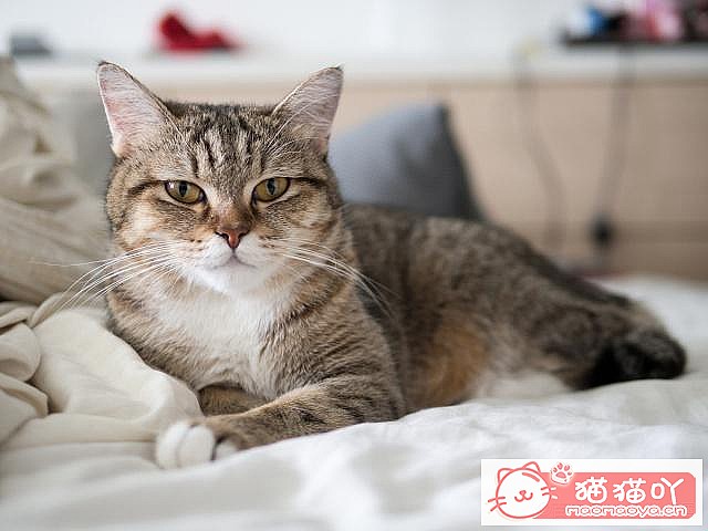 ����è�����ɡ�ԭ����ͼ7