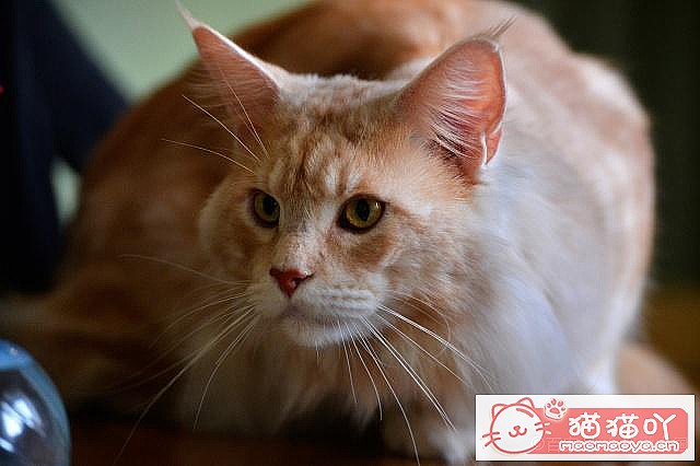 ����è�����ɡ�ԭ����ͼ6