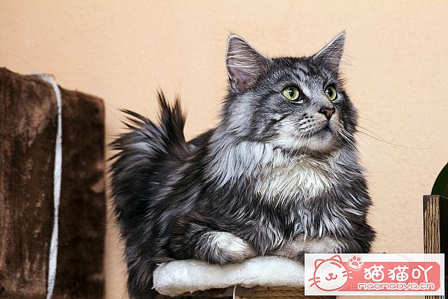 ����è�����ɡ�ԭ����ͼ1