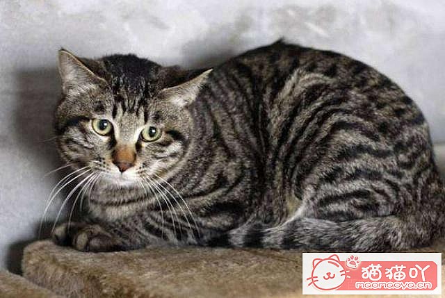 ��3����è���ɣ������˶������ˡ�ԭ����ͼ2