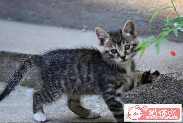 ��3����è���ɣ������˶������ˡ�ԭ����ͼ3