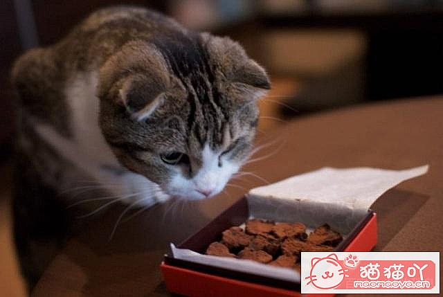 ��3����è���ɣ������˶������ˡ�ԭ����ͼ4