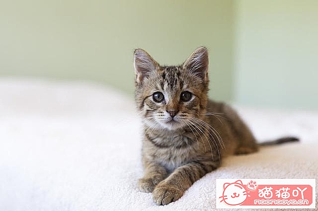 ����è��ɻ����Щ�ٶ���ԭ����ͼ2