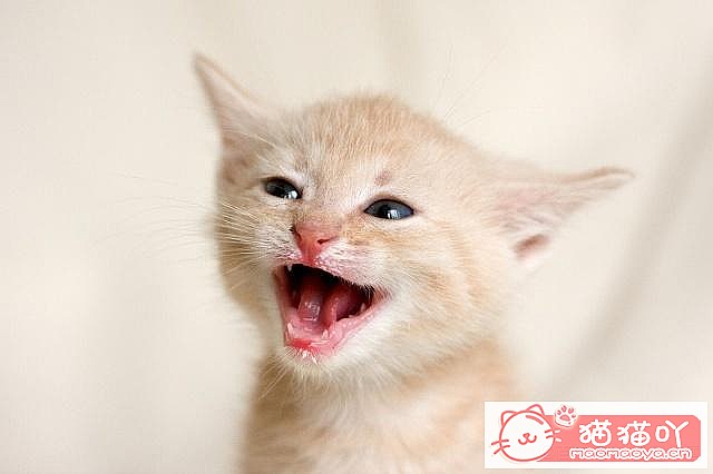 ����è��ɻ����Щ�ٶ���ԭ����ͼ3