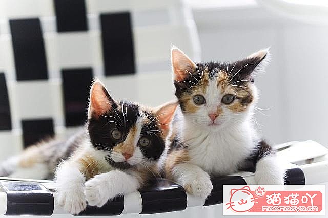 ����è��ɻ����Щ�ٶ���ԭ����ͼ4