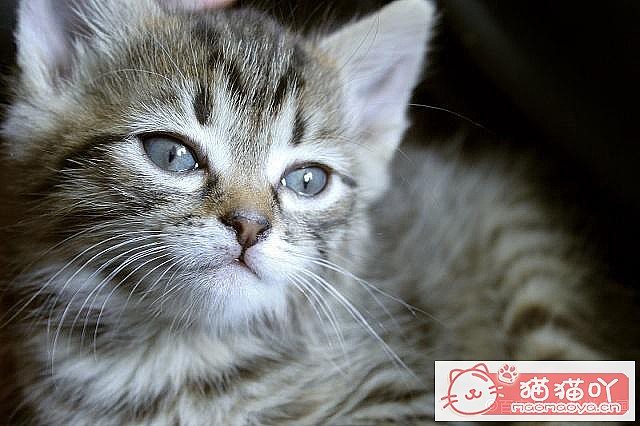 ����è��ɻ����Щ�ٶ���ԭ����ͼ5