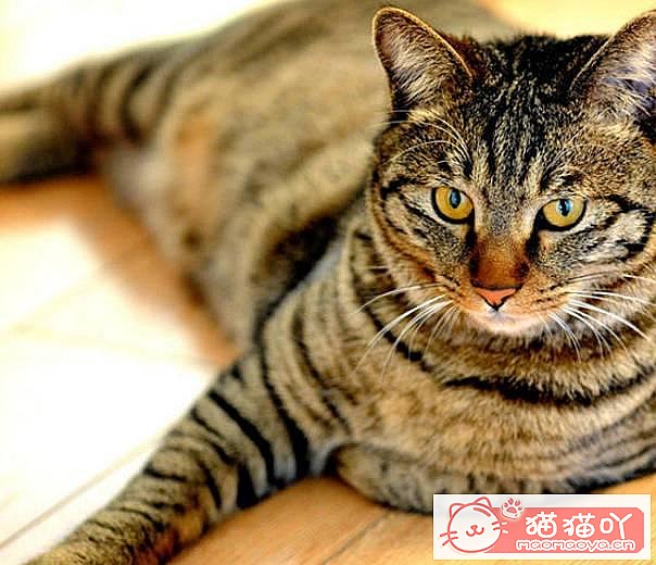 ����è��Ҫע������ֽ�����Ϊ��ԭ����ͼ2