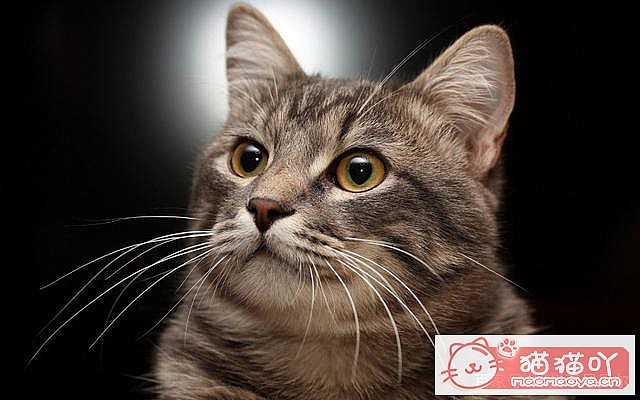 ����è��Ҫע������ֽ�����Ϊ��ԭ����ͼ1