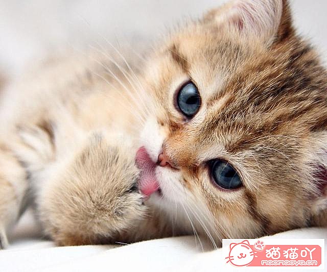 ����è��Ҫע������ֽ�����Ϊ��ԭ����ͼ6