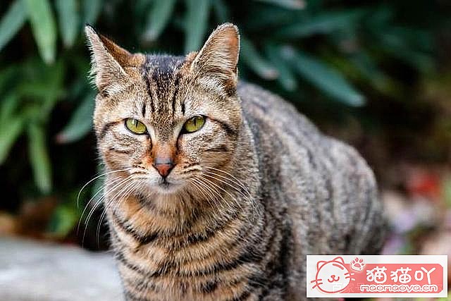 ����è��Ҫע������ֽ�����Ϊ��ԭ����ͼ4