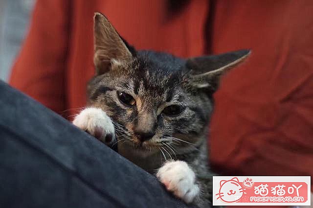 ����è��Ҫע������ֽ�����Ϊ��ԭ����ͼ5