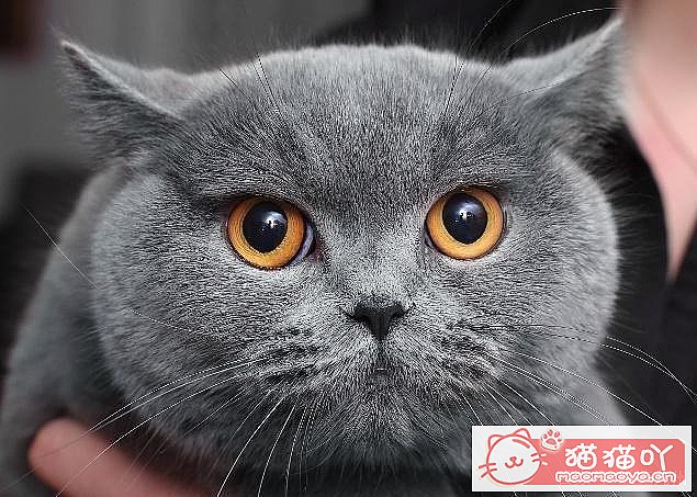 ��15��Ӣ�̽��ܡ�ԭ����ͼ1