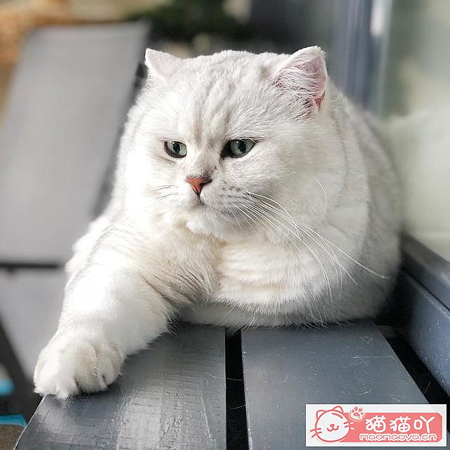 ��15��Ӣ�̽��ܡ�ԭ����ͼ2