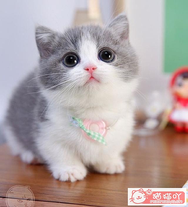 ��15��Ӣ�̽��ܡ�ԭ����ͼ3