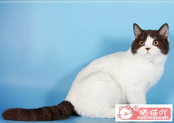 ��15��Ӣ�̽��ܡ�ԭ����ͼ6