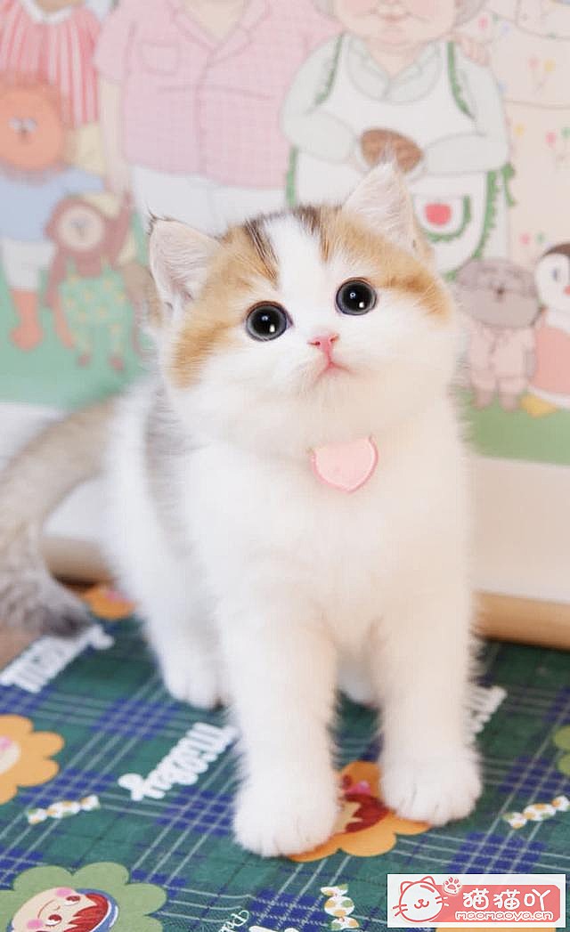 ��15��Ӣ�̽��ܡ�ԭ����ͼ4