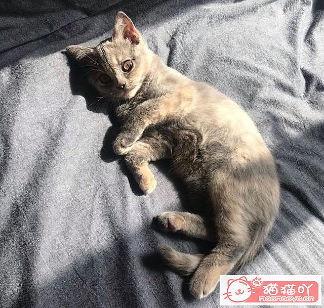 ��15��Ӣ�̽��ܡ�ԭ����ͼ5