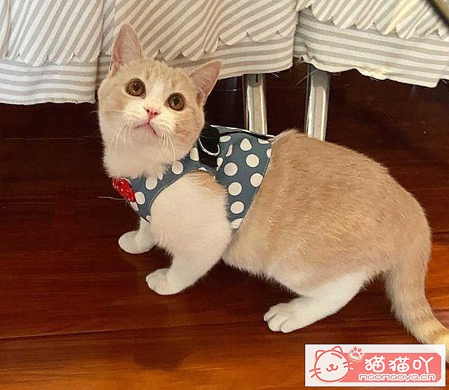 ��15��Ӣ�̽��ܡ�ԭ����ͼ9