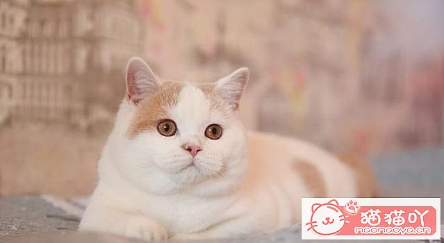 ��15��Ӣ�̽��ܡ�ԭ����ͼ7