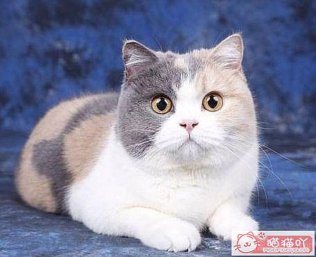 ��15��Ӣ�̽��ܡ�ԭ����ͼ8